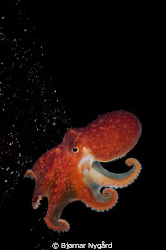 Eledone cihrrosa (Curled Octopus) on some kelp ready to t... by Bjørnar Nygård 